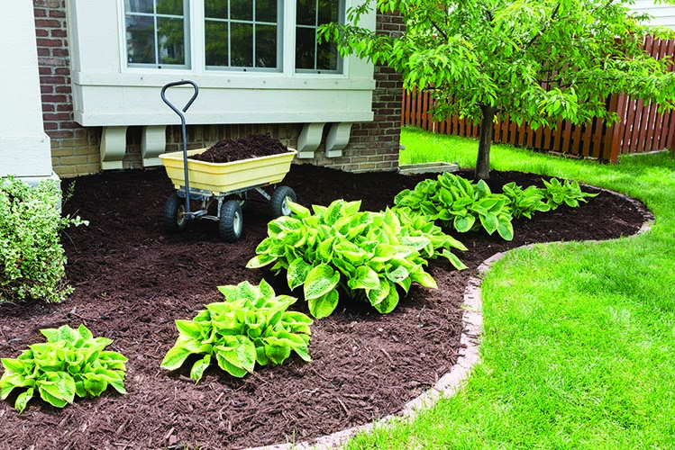 Garden maintenance in spring doing the mulching of the flowerbeds to keep down weeds and retain moisture in the soil